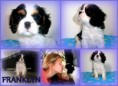 /album/franklin-royal-highness-pes-tricolor/steniatka-f-7-tyzdnov1-jpg/
